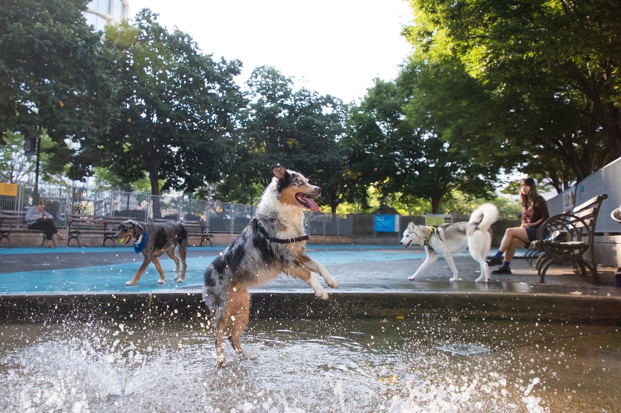 Dog-Park-HRPK-Leroy-Street-2.jpg