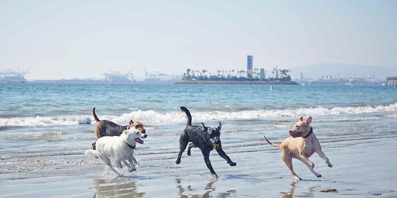 VC_8GreatCaliforniaDogBeaches_Rosies_PascalShirley_C0A0231_1280x640.jpg