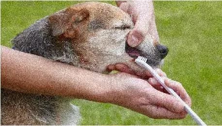 clean-senior-dog-teeth-1.jpg
