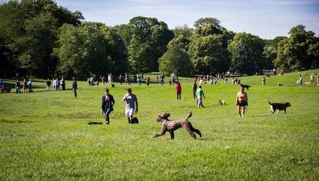 prospect-park-dog-run.jpg