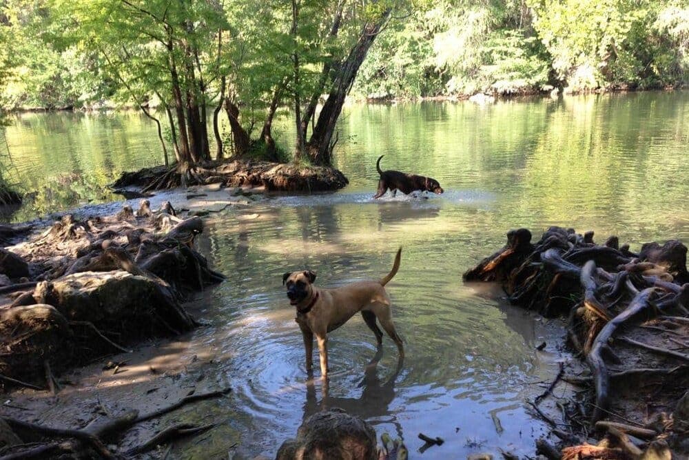 red-bud-isle-dogs-1000x667.jpg